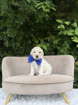 Blue Bowtie Boy- English Cream Standard F1