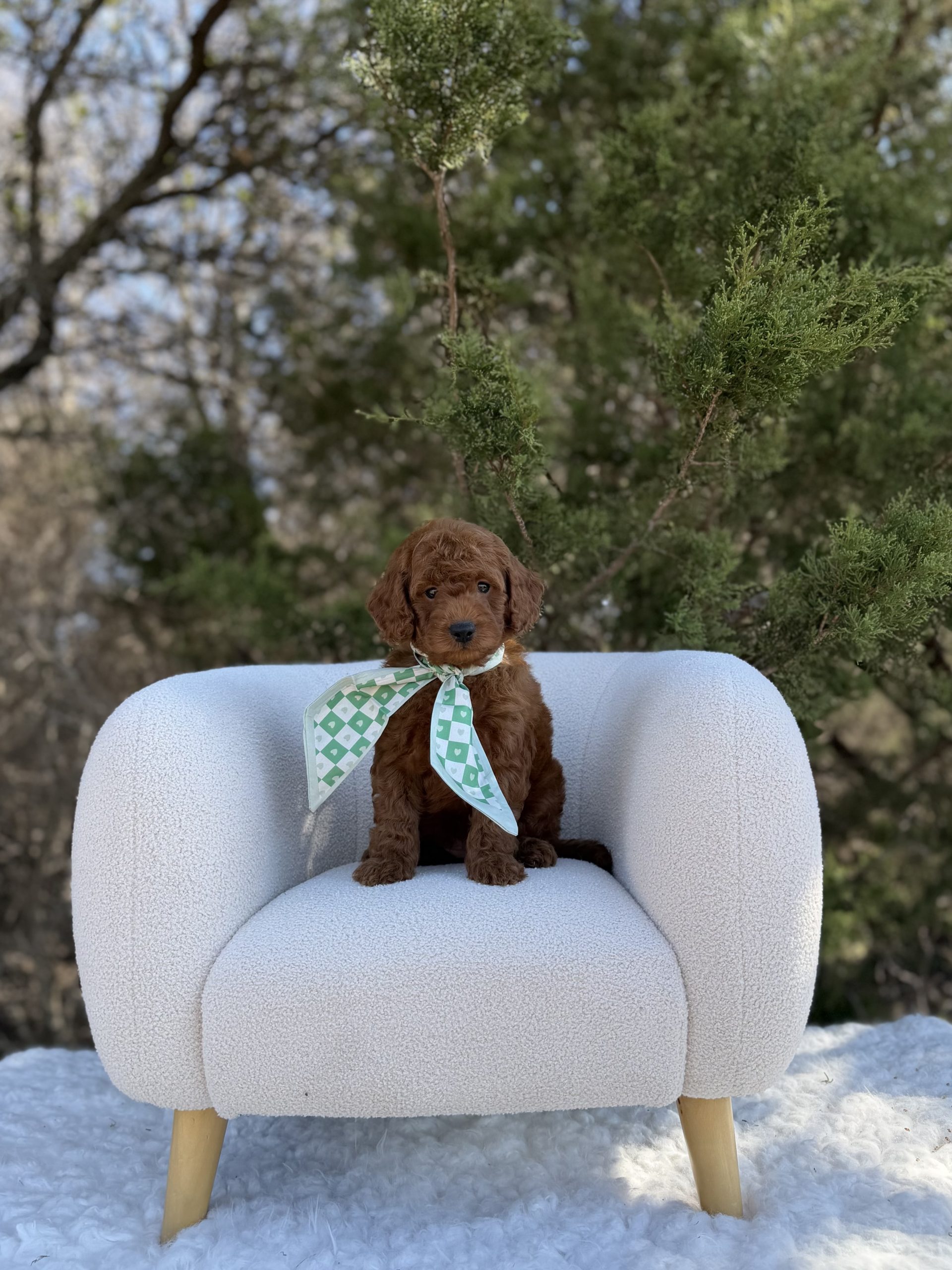 Turquoise Checkered Scarf Girl – Micro Mini F1B