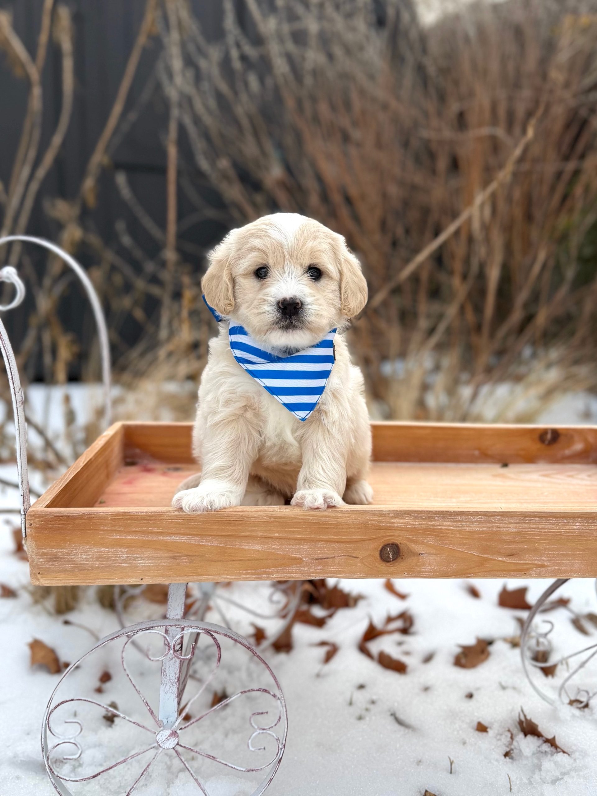 Blue Striped Boy – English Cream Mini F1