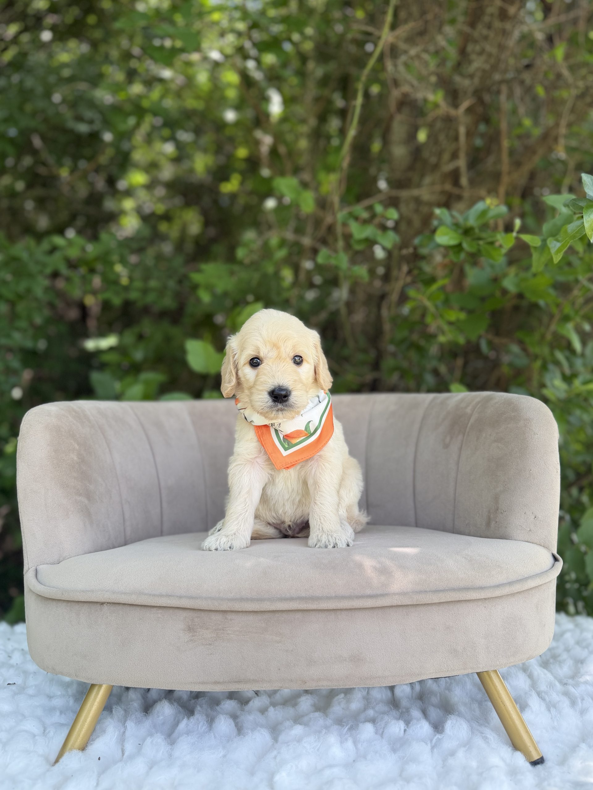 Oranges Bandana Boy- English Cream Standard F1