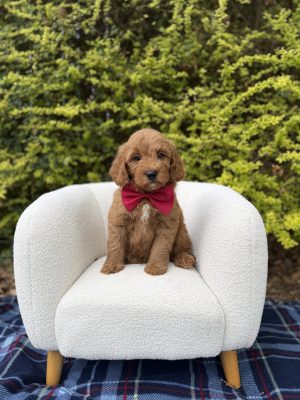 Red Bowtie Boy- Mini F1