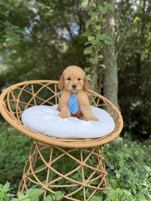 Blue Tie Boy - Mini F1b