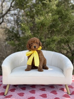 Yellow Bow Girl - Micro Mini F1B