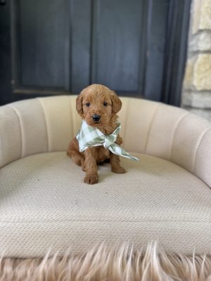 Light Green Boy - Mini F1b English Cream