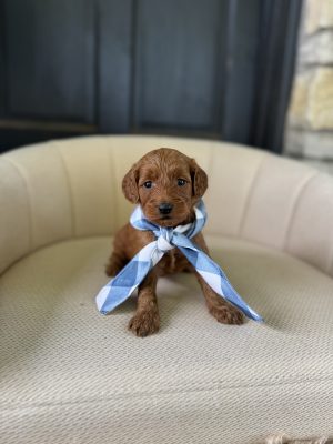 Blue Scarf Boy - Mini F1b English Cream