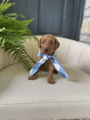 Blue Checkered Scarf Boy - Mini F1b English Cream