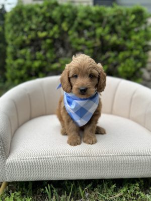 Blue Checkered Boy - Mini F1b English Cream
