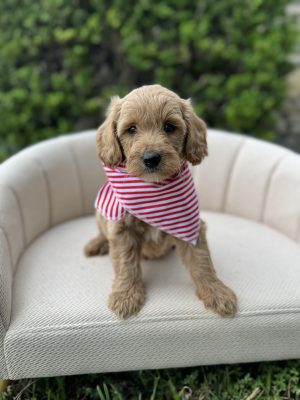 Red Stripes Boy - Mini F1b English Cream