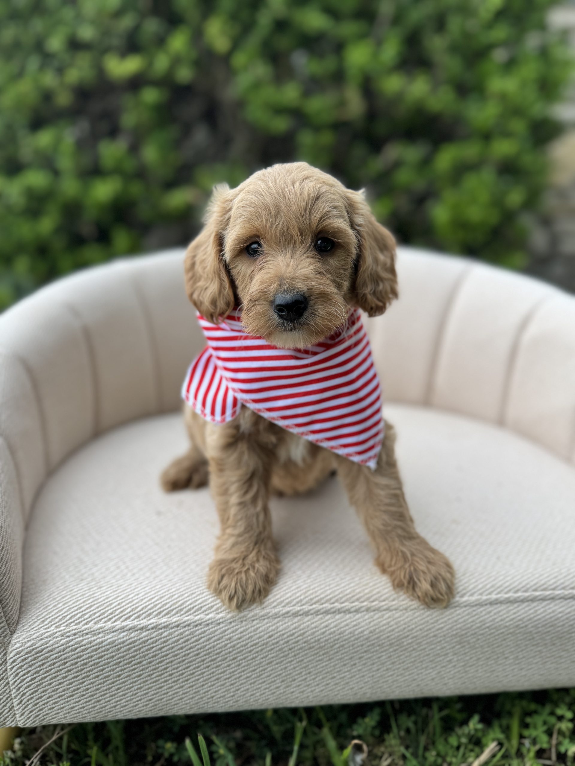 Red Stripes Boy - Mini F1b English Cream