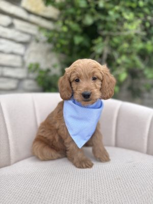 Blue Stripes Boy - Mini F1b English Cream