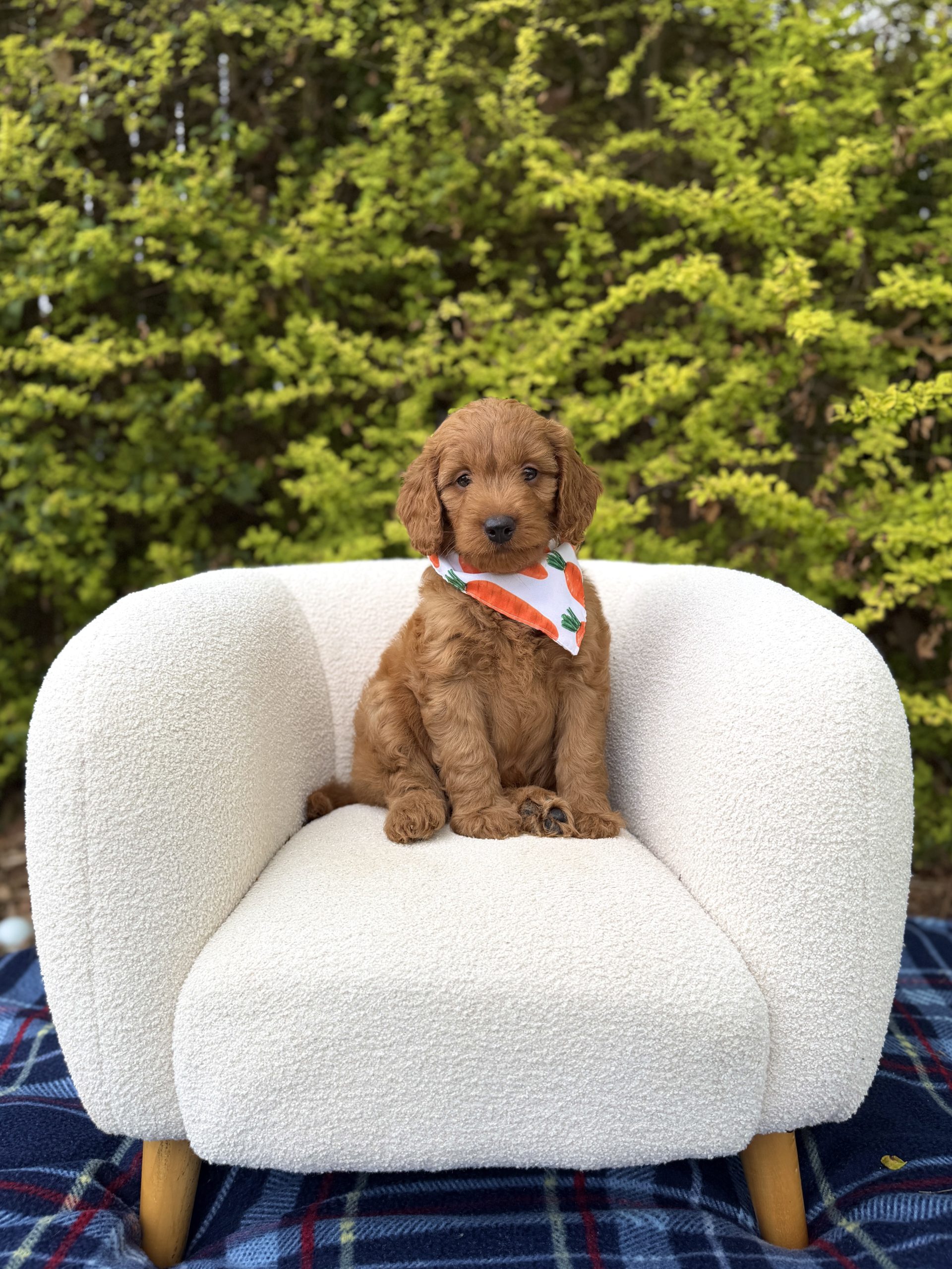 Carrot Bandana Boy- Mini F1