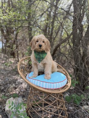 Green Bandana Boy- Mini F1