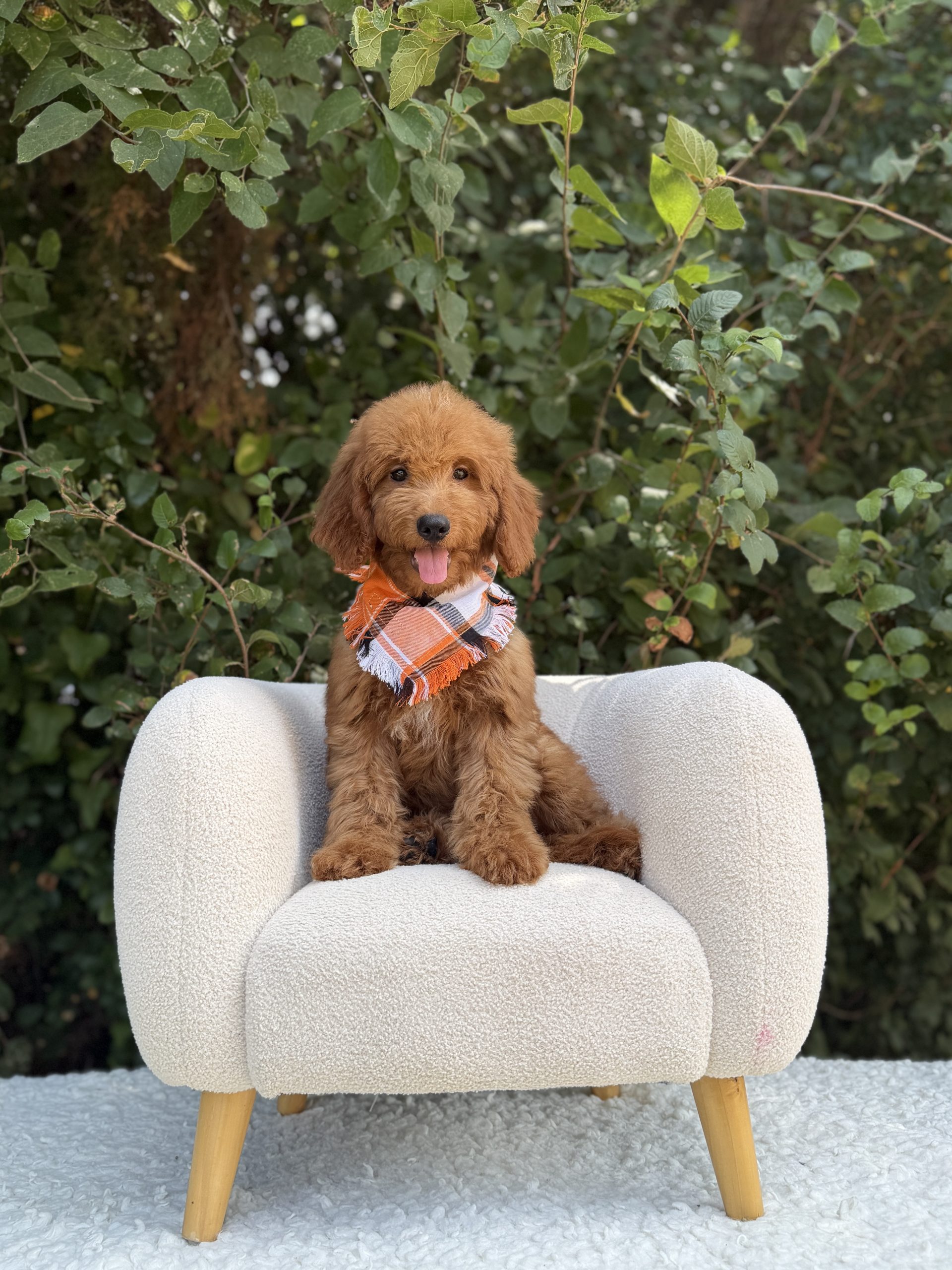 Orange Plaid Boy- Mini F1