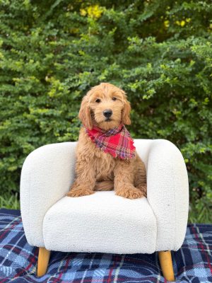 Red Plaid Boy- Medium F1 English Cream