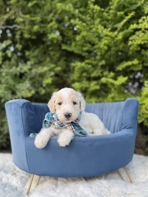 Blue Scarf Sheepadoodle Boy- F1B Standard Sheepadoodle