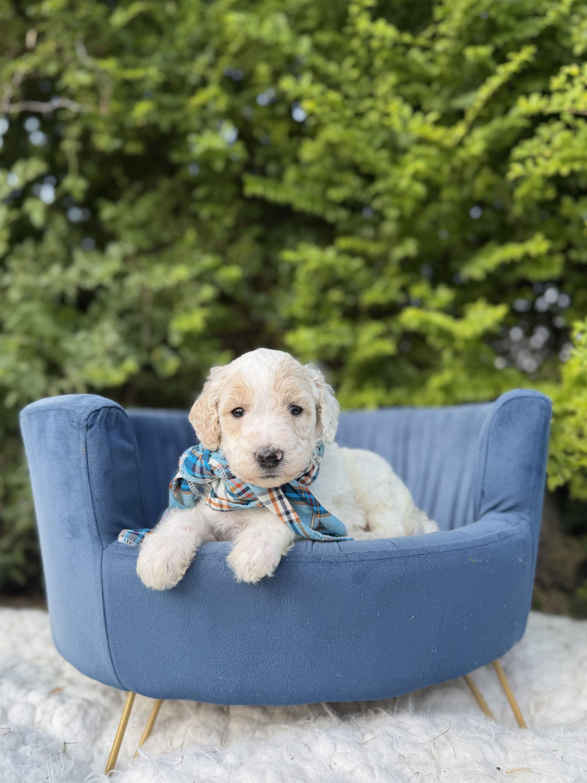 Blue Scarf Sheepadoodle Boy- F1B Standard Sheepadoodle