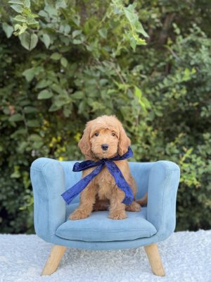 Blue Bow Boy- Medium F1 English Cream