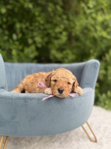 Pink Bow Girl - English Cream Medium F1B