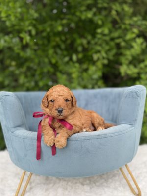 Maroon Bow Boy - English Cream Medium F1B