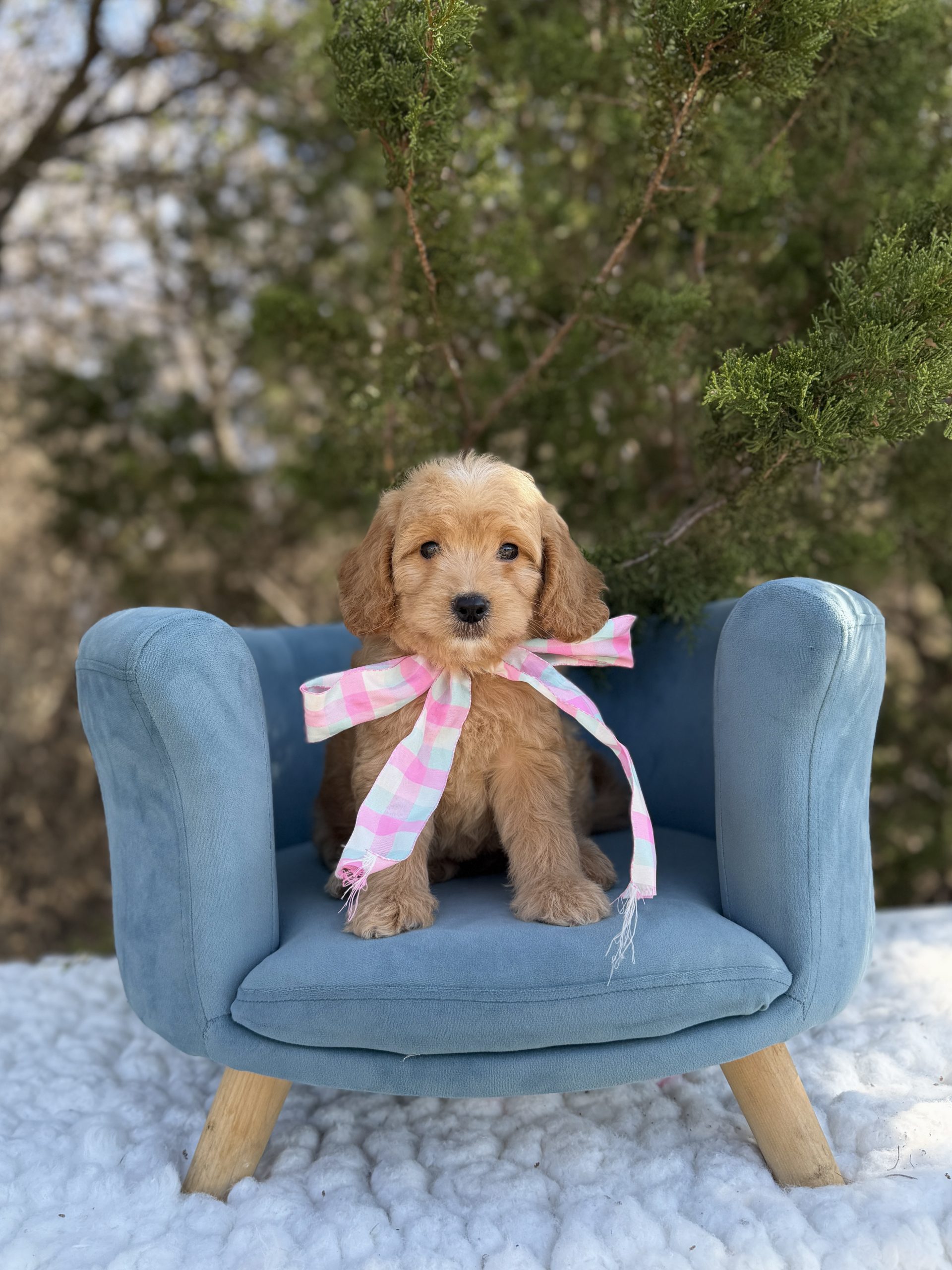 Striped Bow Girl – Mini F1