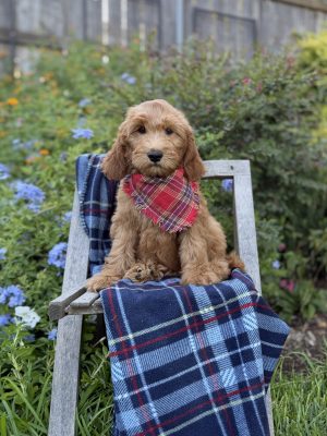 Red Plaid Boy- Medium F1 English Cream