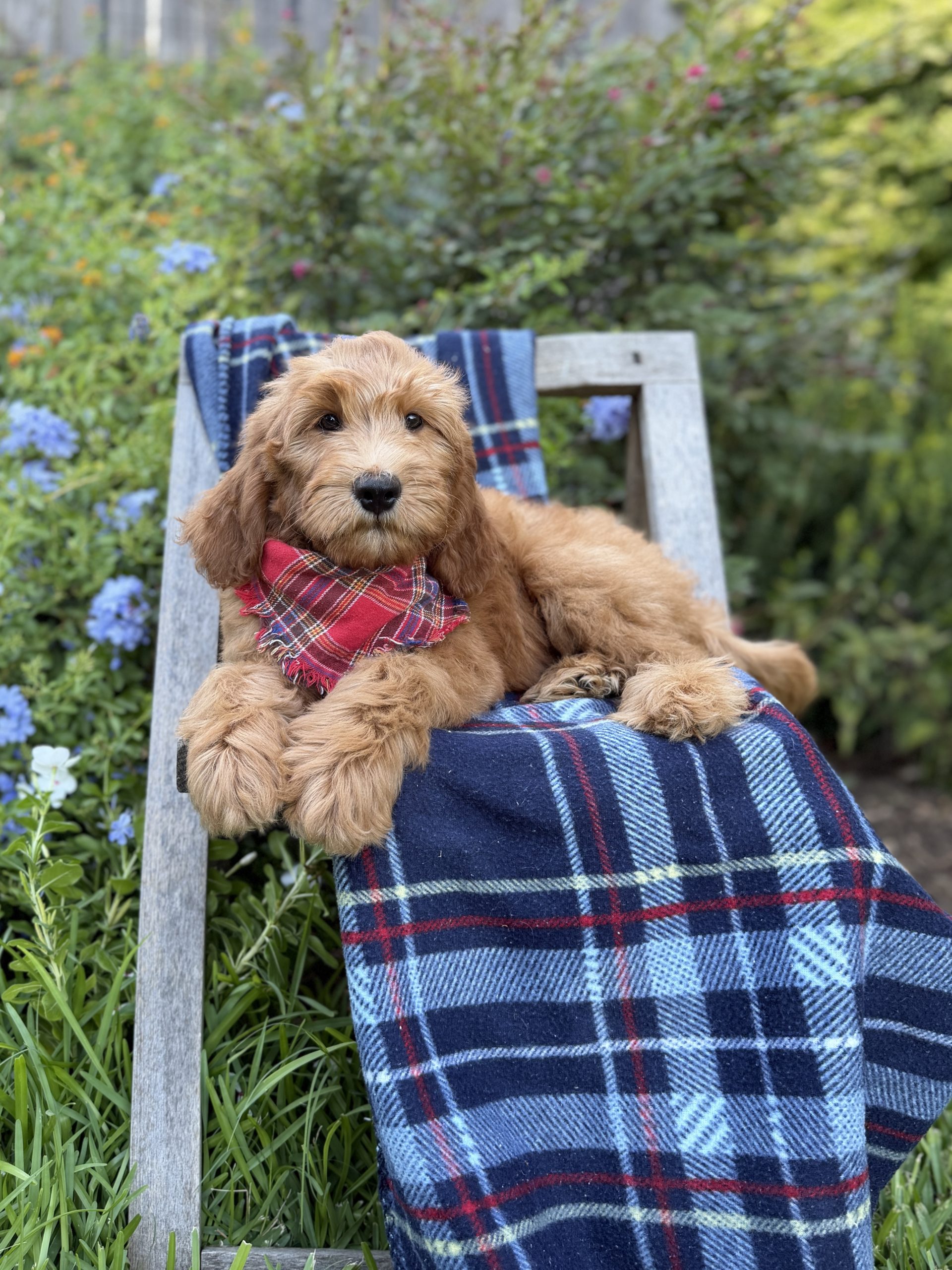 Red Plaid Boy- Medium F1 English Cream