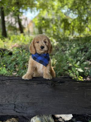 Blue Plaid Boy- Medium F1 English Cream
