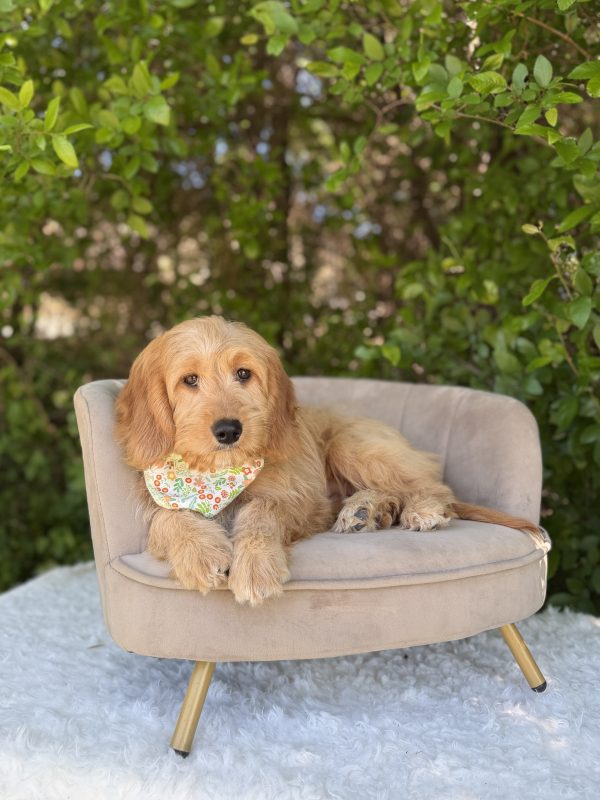 Spring Bandana Girl- Medium F1