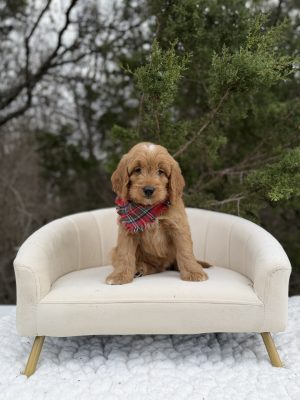 Red Plaid Boy - Medium F1