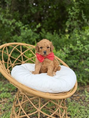 Red Bowtie Boy - English Cream Medium F1B