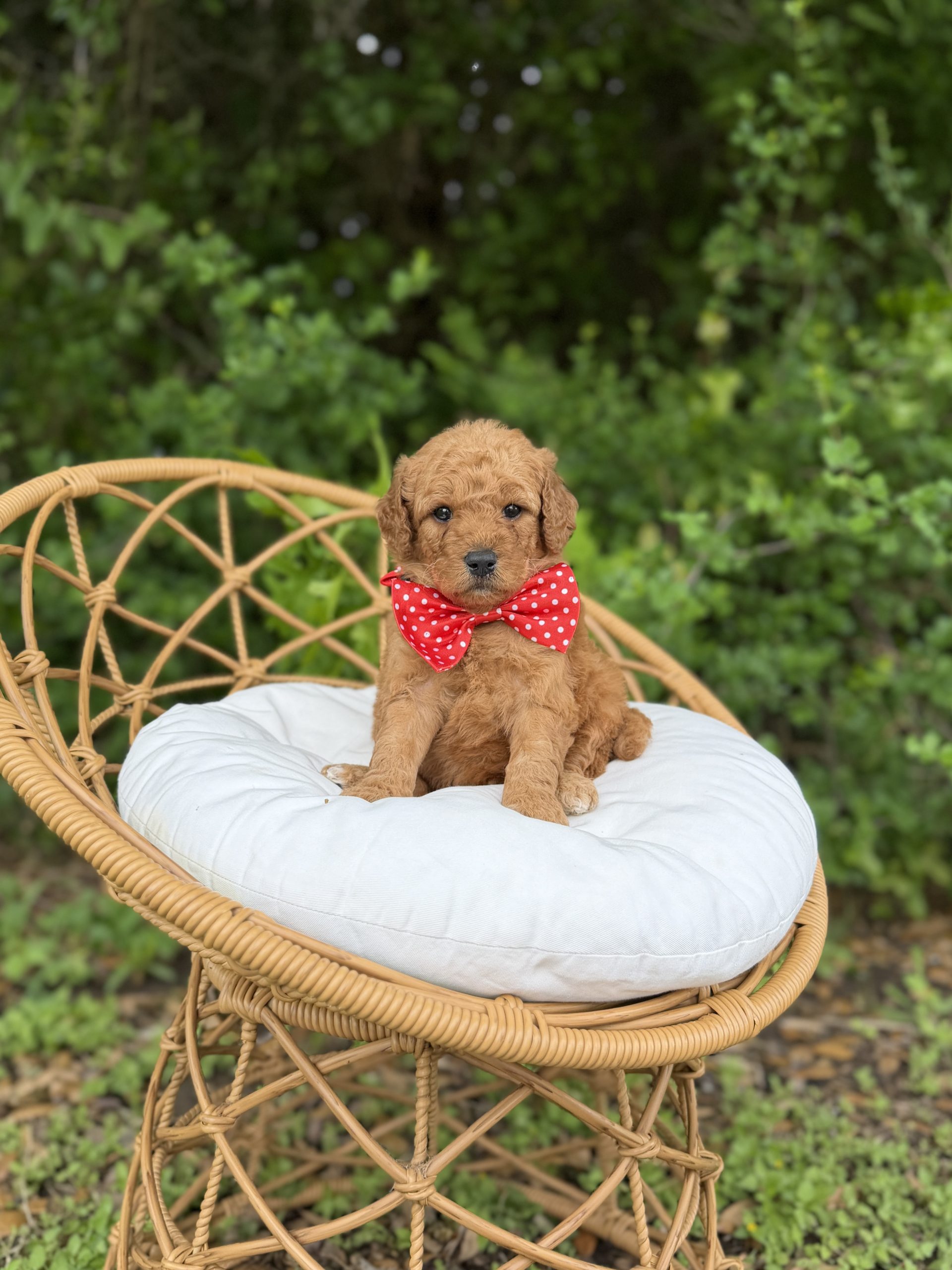 Red Bowtie Boy – English Cream Medium F1B