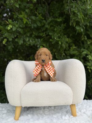 Orange Boy - Medium F1