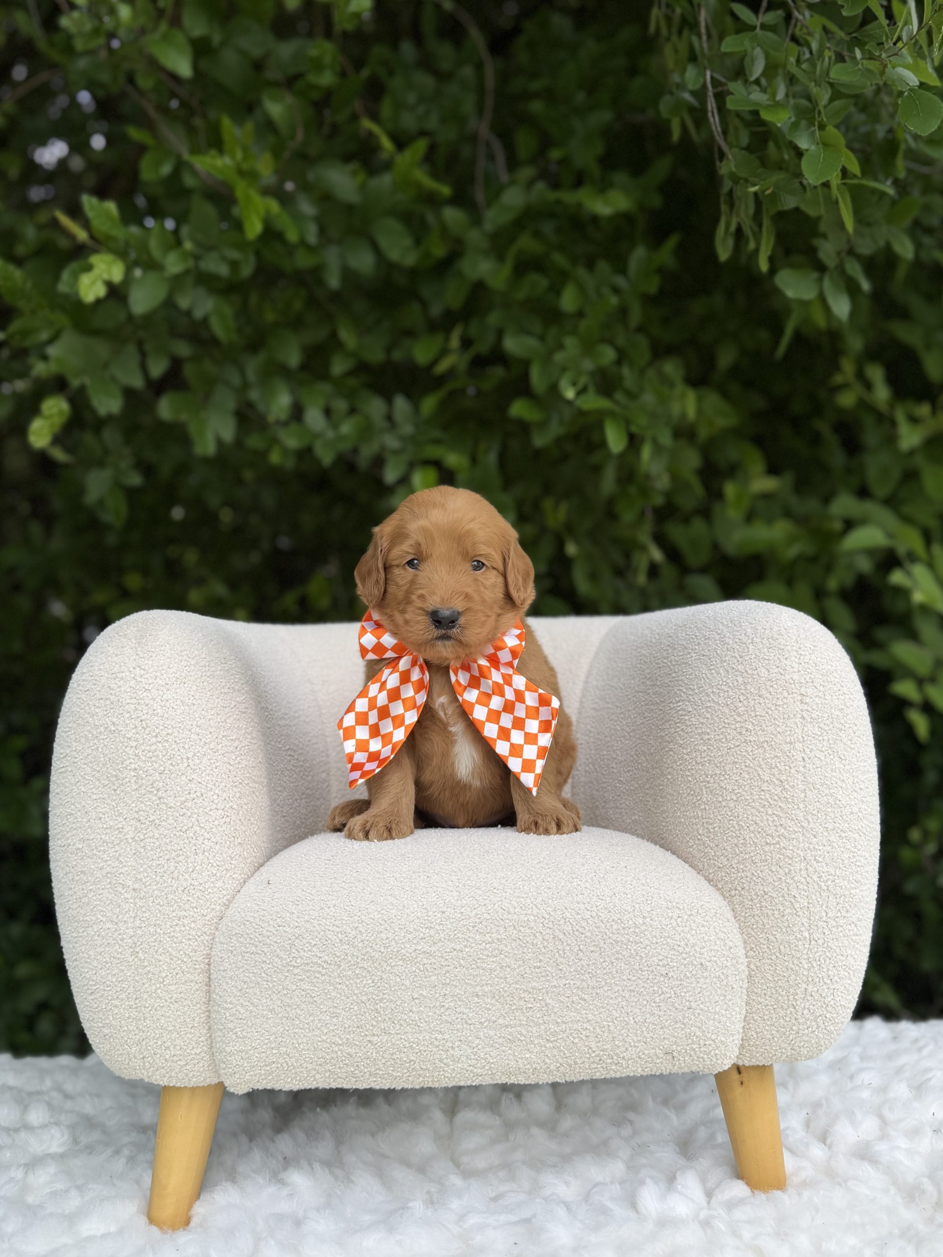 Orange Boy - Medium F1