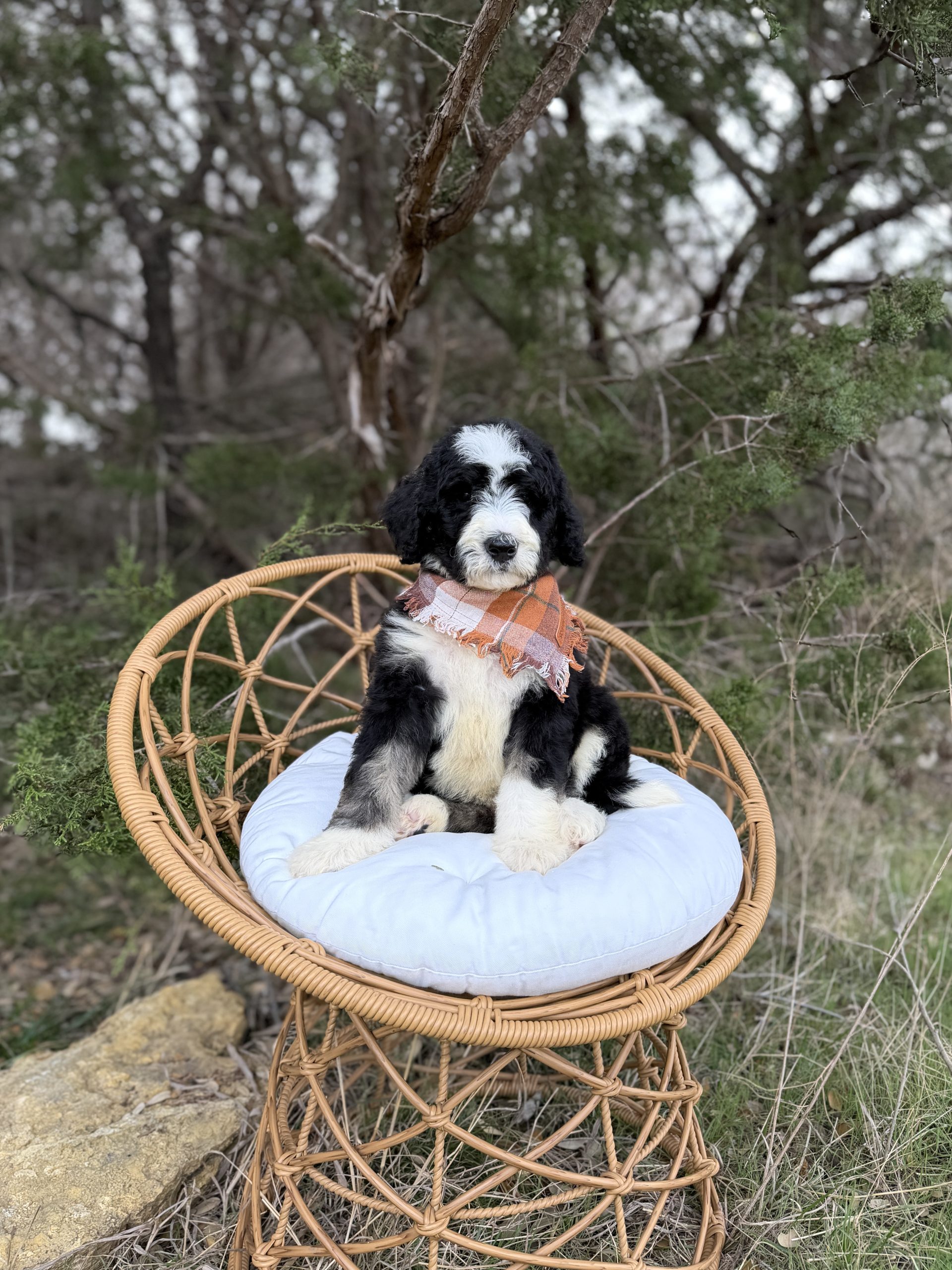 Orange Boy – F1B Standard Sheepadoodle Boy