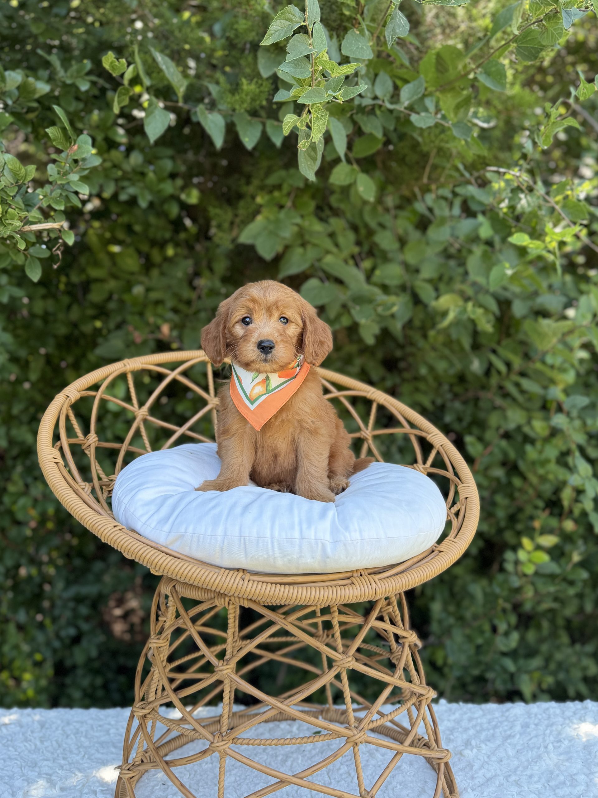 Oranges Bandana Boy- Medium F1