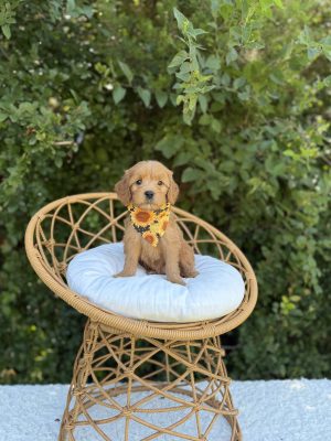 Sunflower Girl- Medium F1