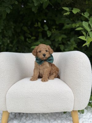 Green Bowtie Boy - English Cream Medium F1B