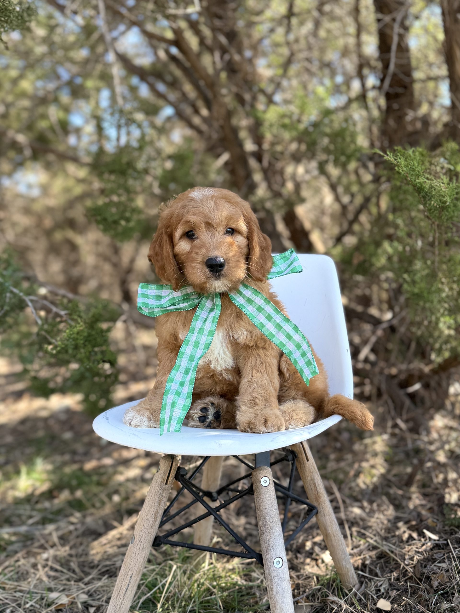 Green Bow Boy – Medium F1