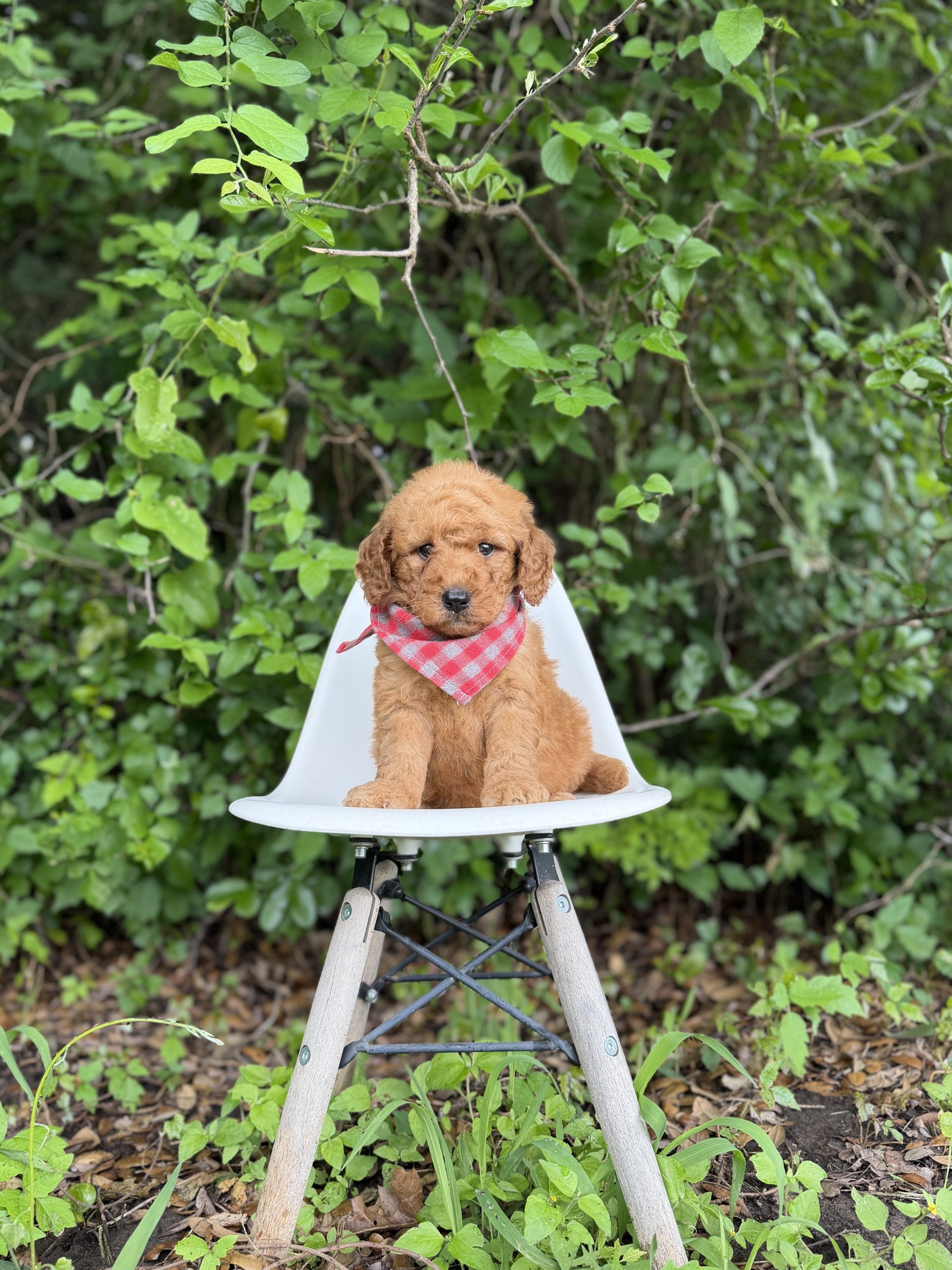 Red Checkered Boy - English Cream Medium F1B
