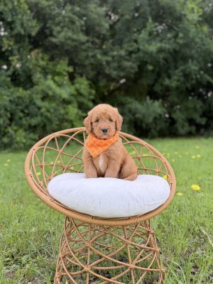 Orange Boy - Medium F1