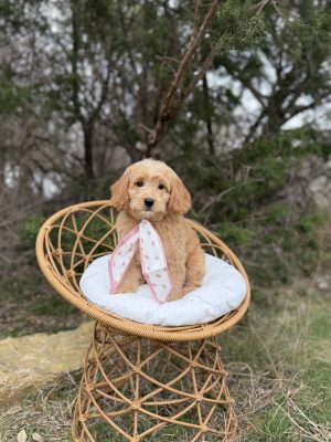 Pink Scarf Girl - Mini F1