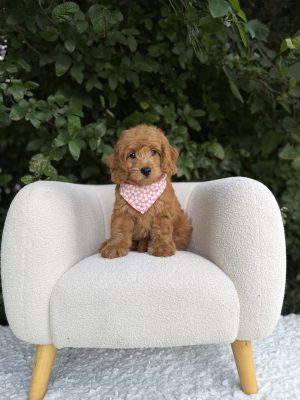 Pink Bandana Girl- Medium F1