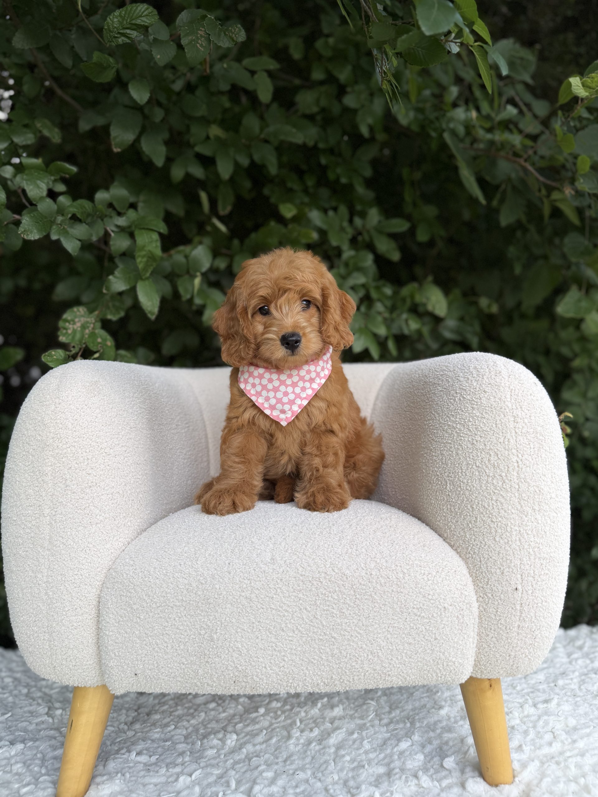 Pink Bandana Girl- Medium F1