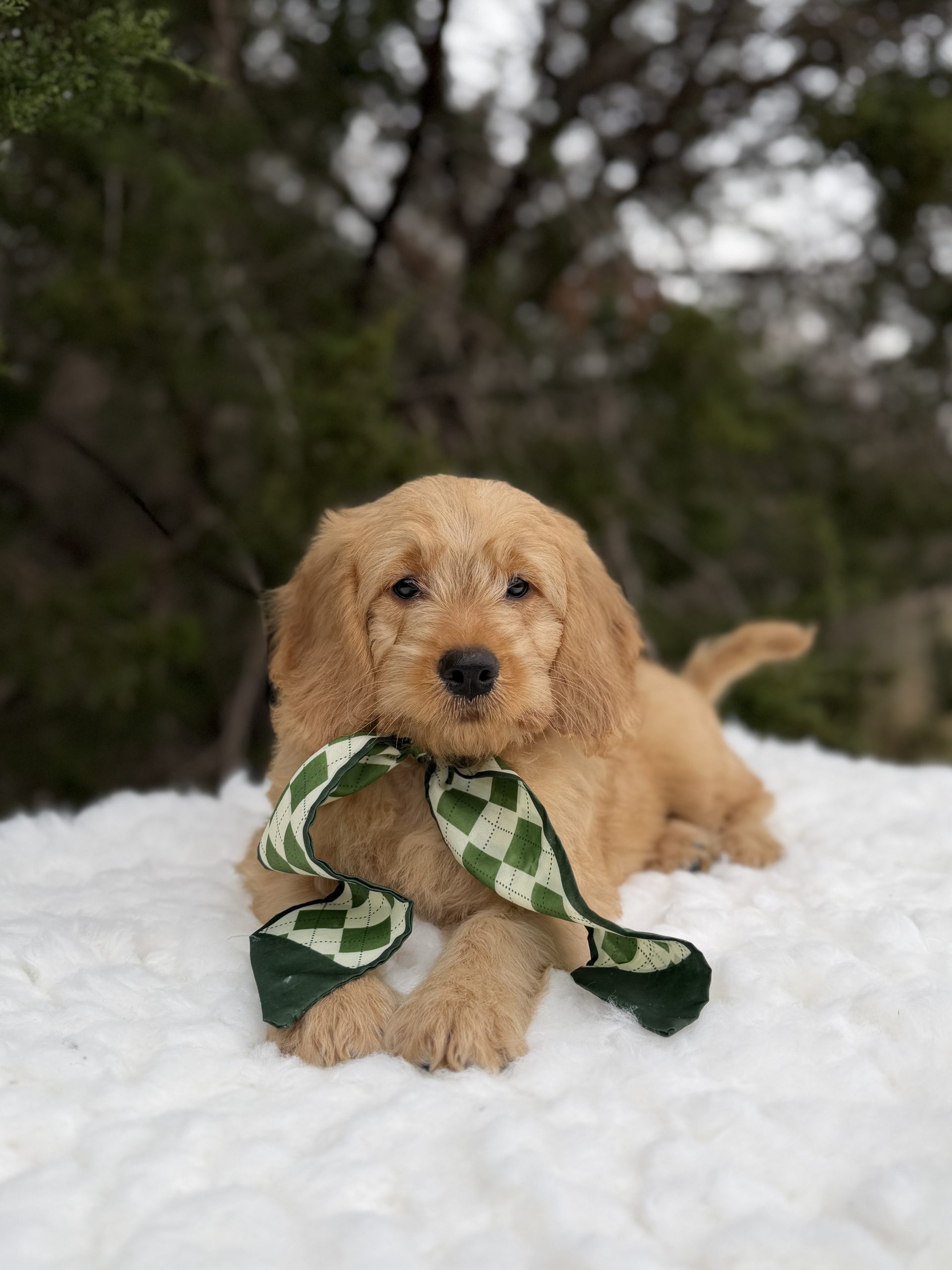 Green Diamond Scarf Boy- Mini F1