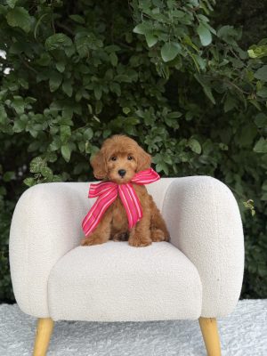 Hot Pink Bow Girl- Medium F1