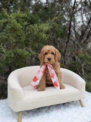 Coral Scarf Girl- Medium F1