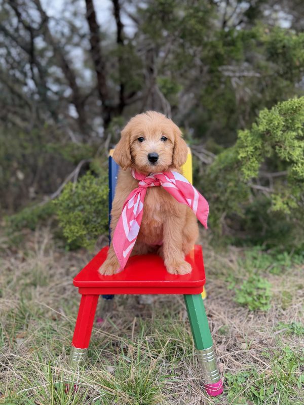 Pink Scarf Girl - Mini F1