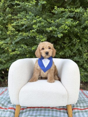 Blue Tuxedo Boy- Medium F1 English Cream