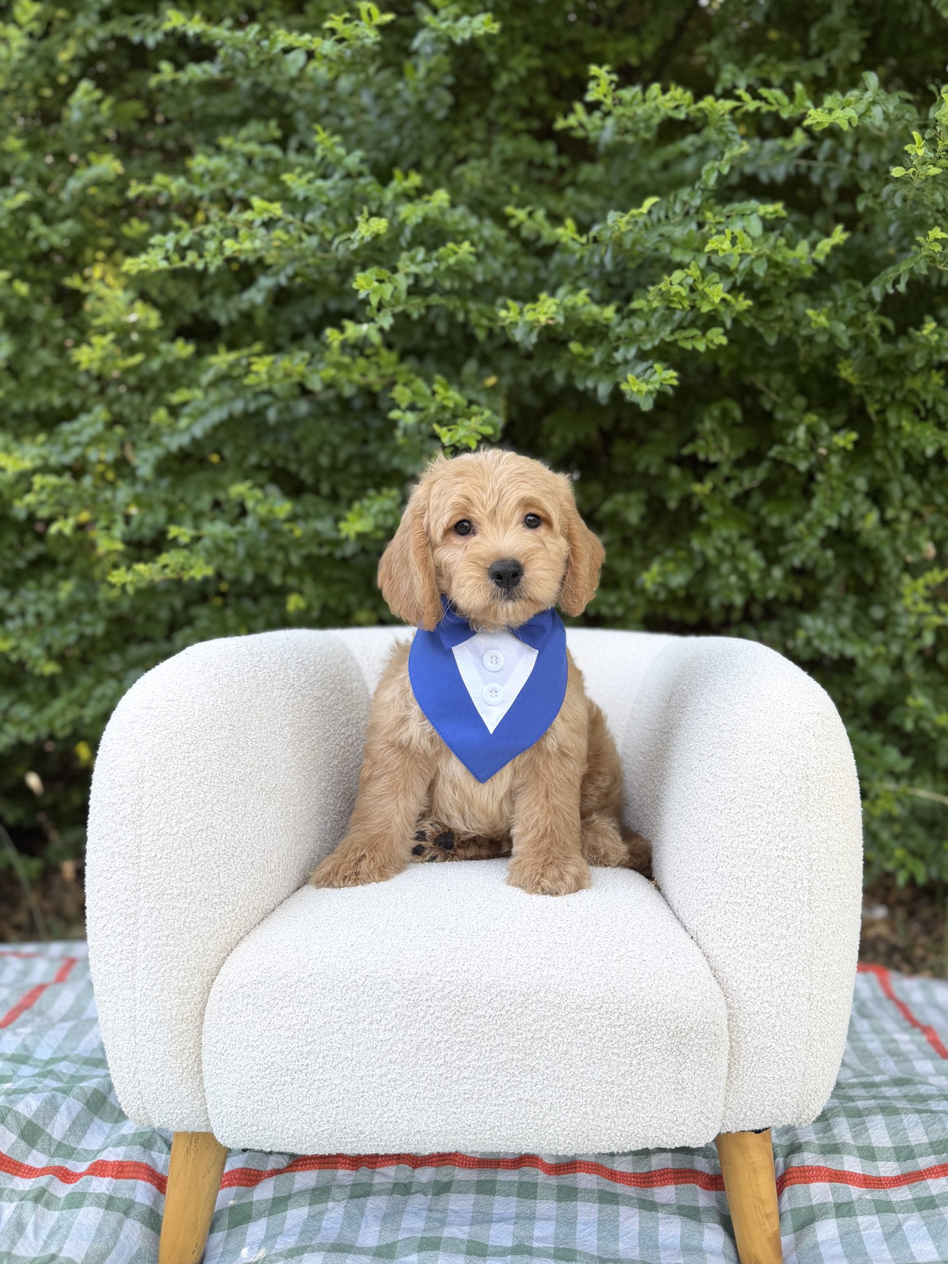 Blue Tuxedo Boy- Medium F1 English Cream