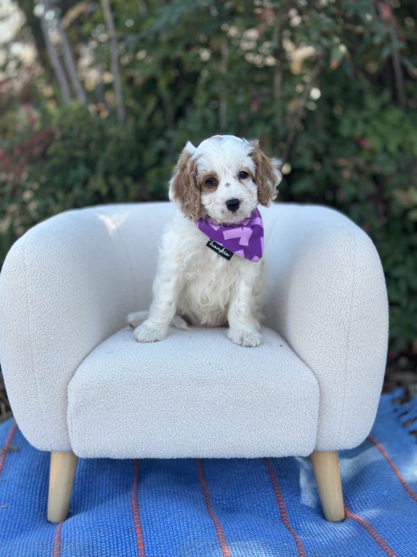 Purple Girl - Micro Mini F1 Cavapoo